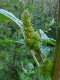 Amaranthus retroflexus